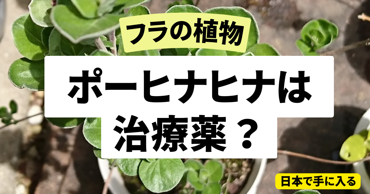 日本で手に入るフラの植物、ポーヒナヒナ